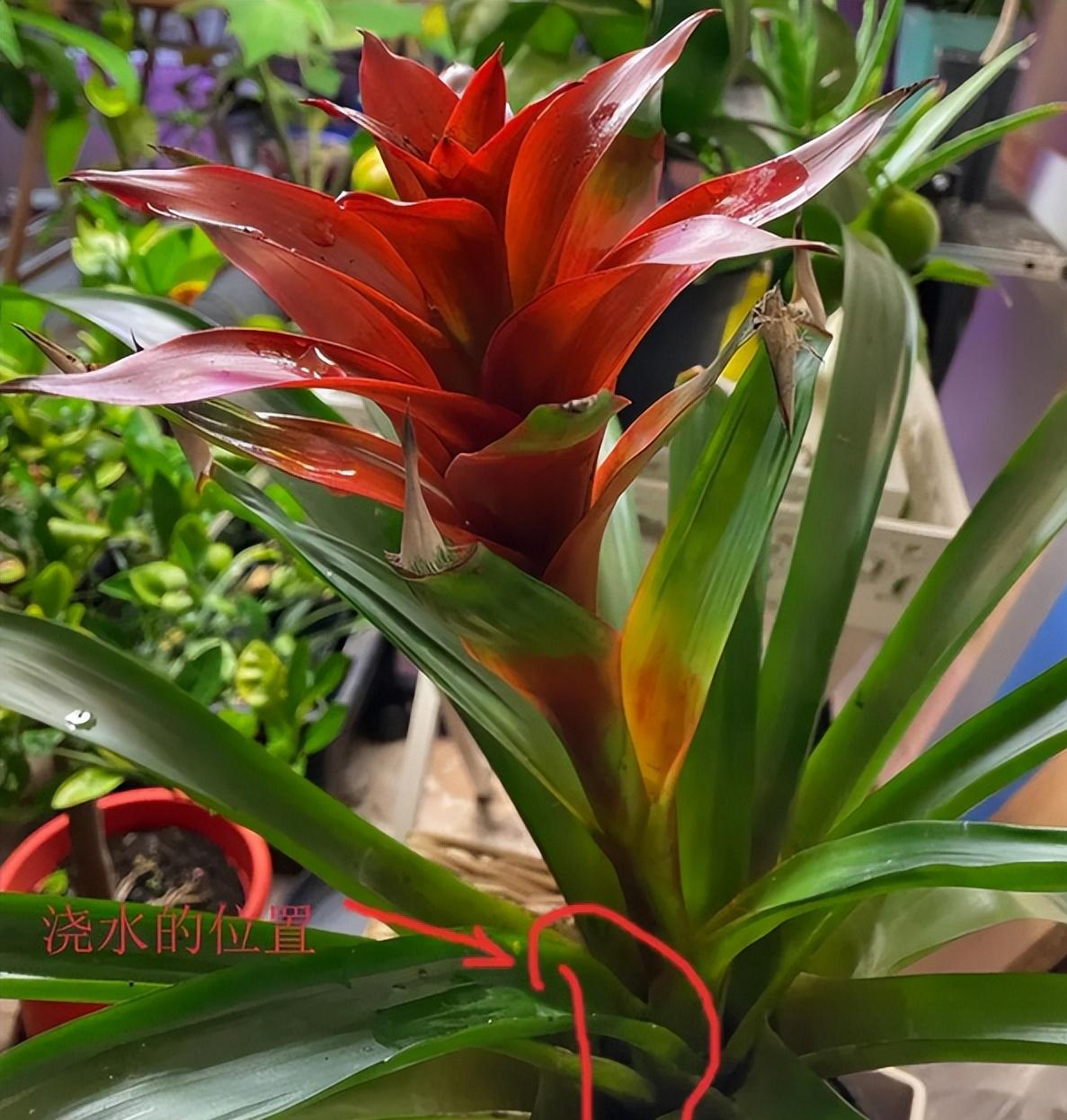 客厅养什么花最好最招财,客厅养什么花好看旺财