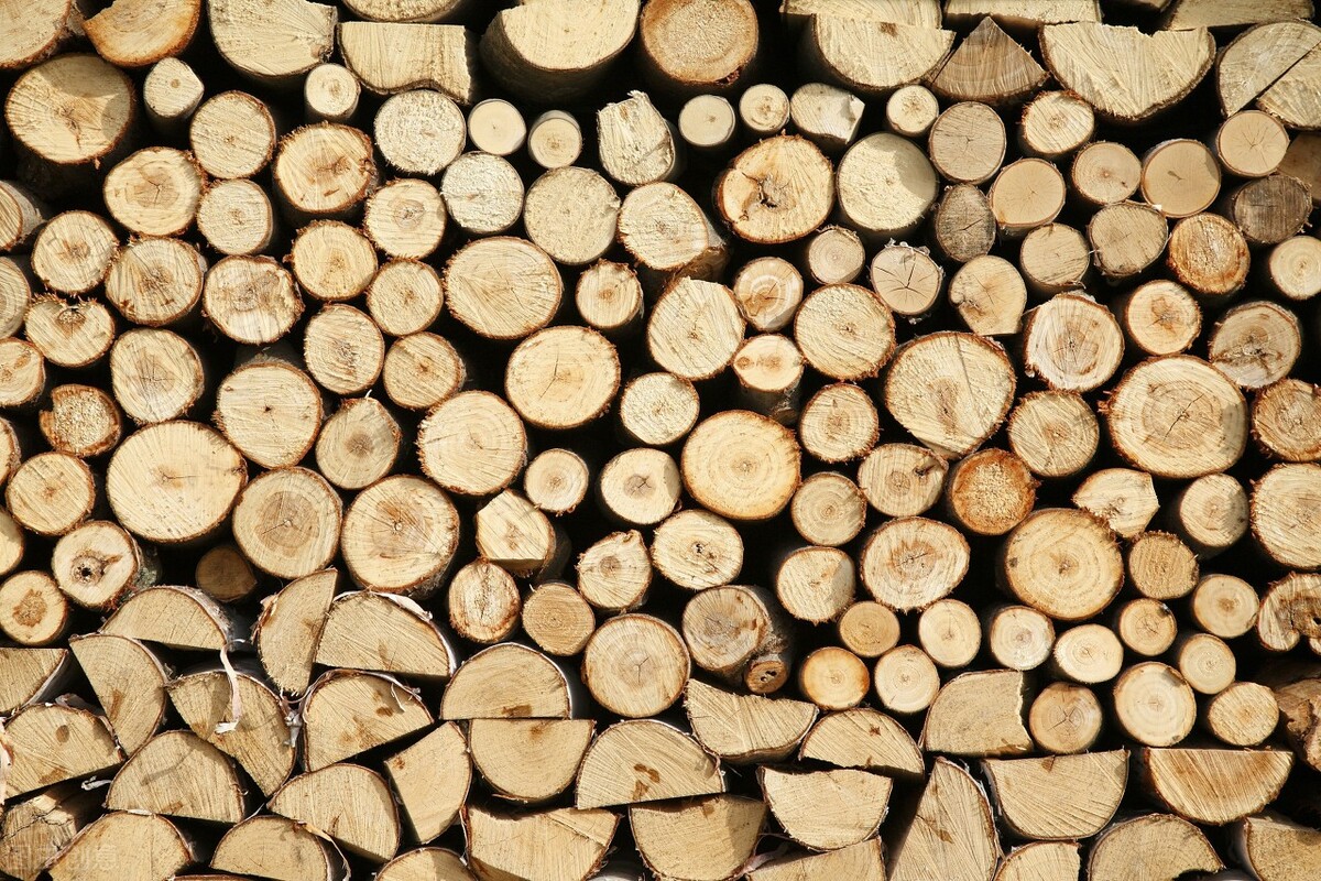 铁桦树斧头真的砍不动吗,铁桦木是最硬的木头吗