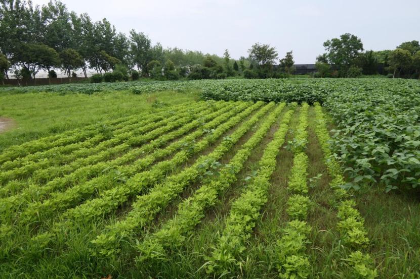 小农场盈利模式,50亩以内的小农场如何盈利