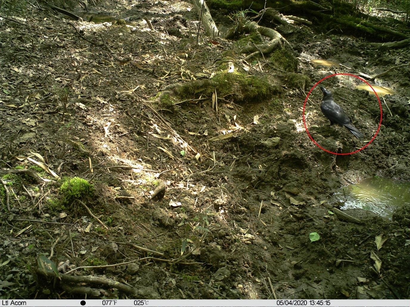 自然秘境大图鉴鸟类王国,奇妙大自然探秘鸟类世界