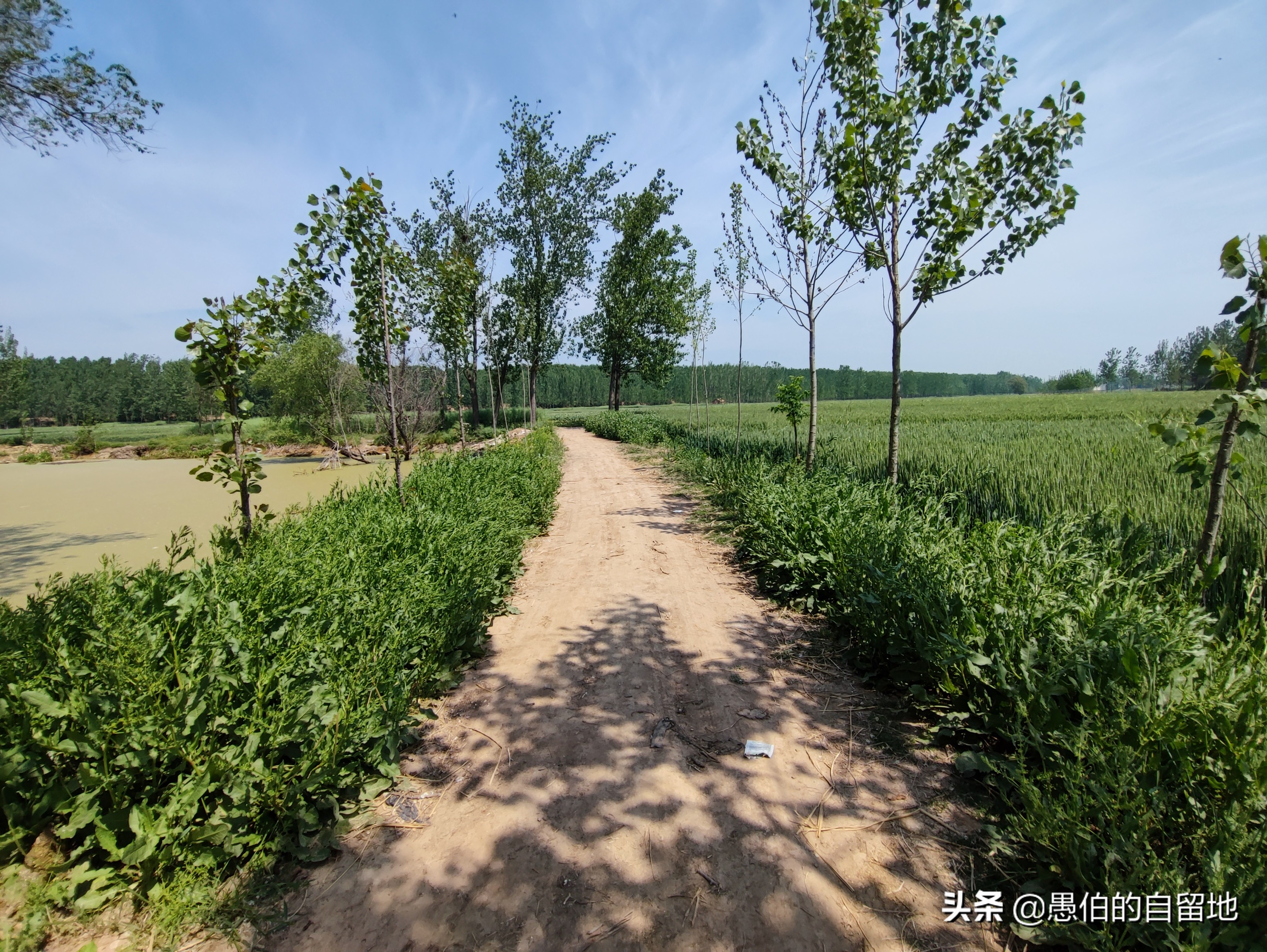 五一快到了农村拔蒜苔,五一劳动节收蒜苔