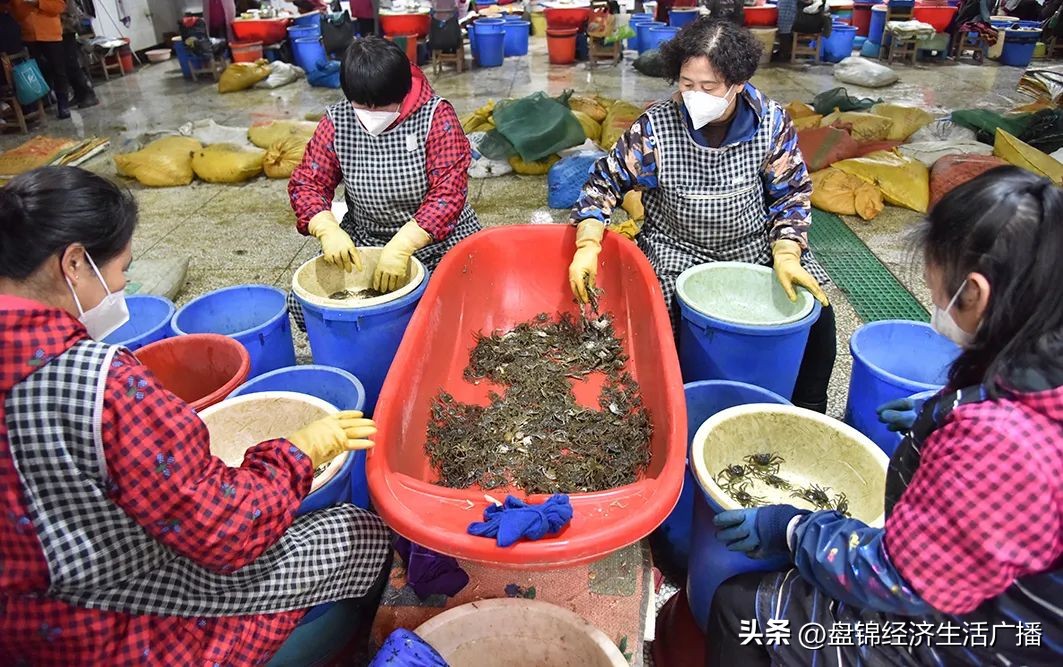 盘锦河蟹冬储池喂什么,盘锦冬储河蟹大约多长时间