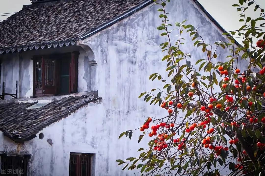 柿柿红的图片,柿子柿柿红图片