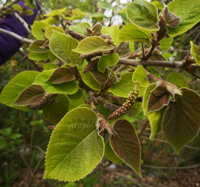 100种野菜大全图解,认识100种野菜视频大全完整版