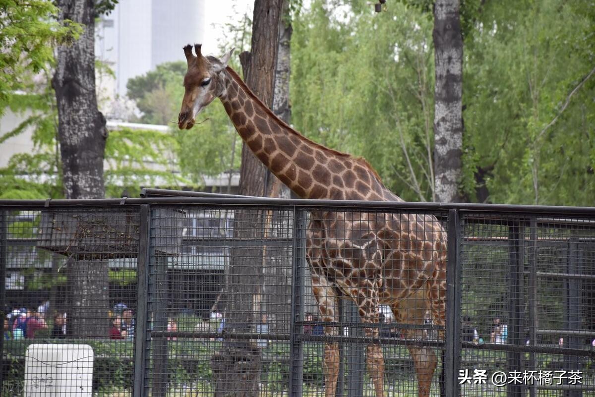 长鹿和长隆动物园哪个更适合幼儿,顺德长鹿与广州长隆动物园