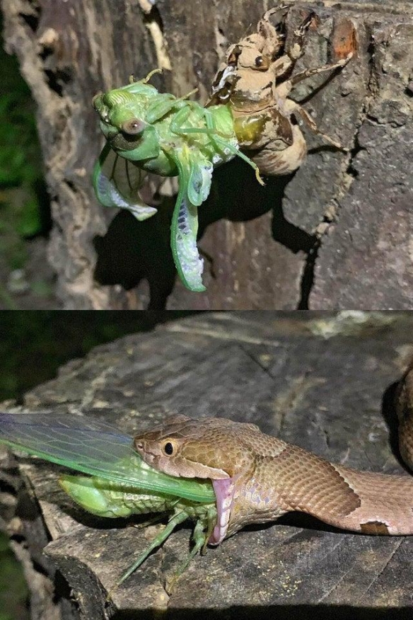 26张离奇动物照片：克苏鲁大人在沙滩爬行，货轮撞翻鲸鱼