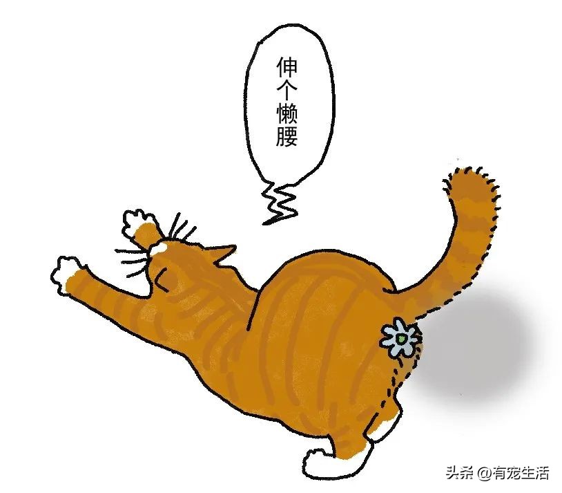 调皮猫咪怎么治,宠物猫调皮怎么办
