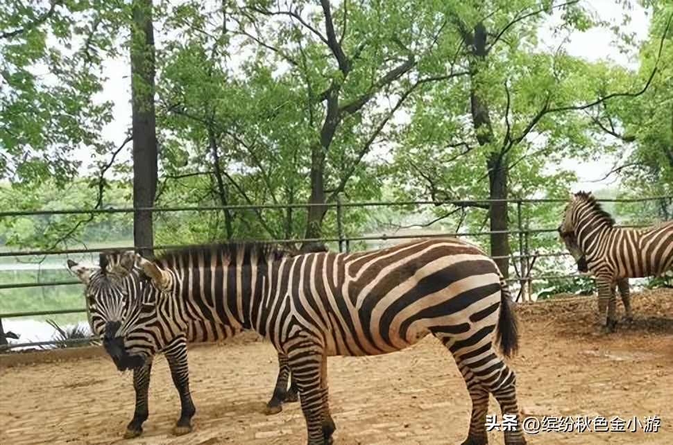 常德桃源旅游攻略自由行,湖南常德桃源好玩吗