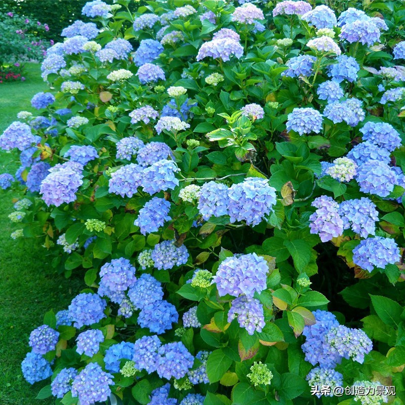 绣球花怎么浇水施肥,绣球花冬季怎么浇水最正确