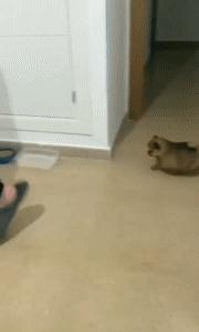 搞笑gif开心一刻这大概就是爱情吧,搞笑gif为了胜利我将不择手段