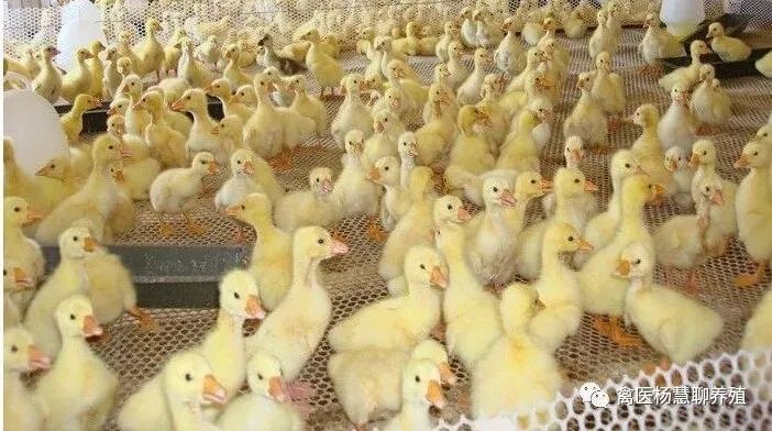 小鹅拉白痢喂什么药效果好,小鹅拉白痢用什么土方好