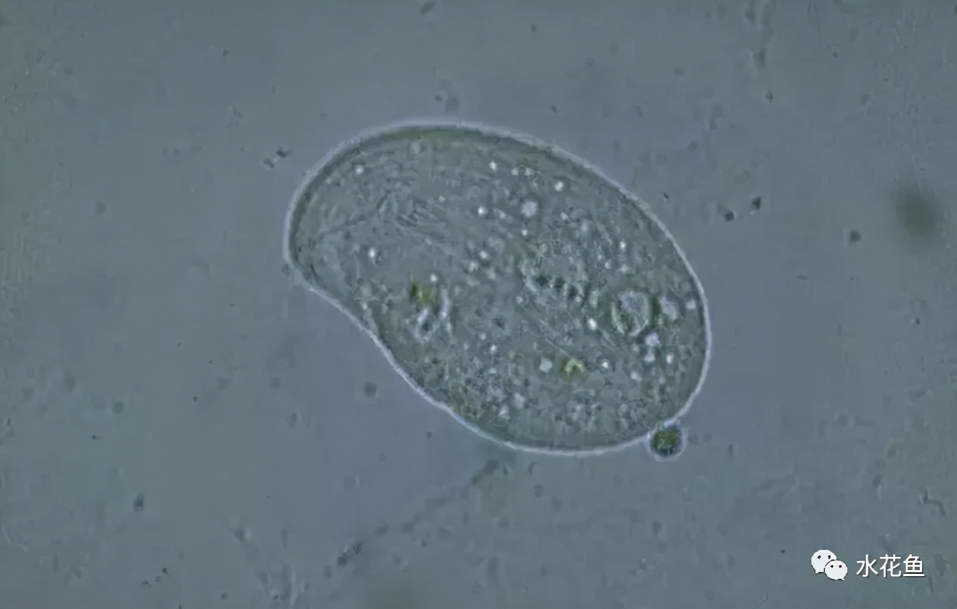 水体中的浮游动物,浮游植物与水华的关系