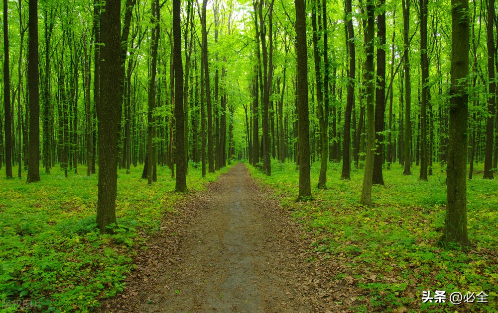 城乡环境保护林建设主要适宜乔木、灌木、草种；详表