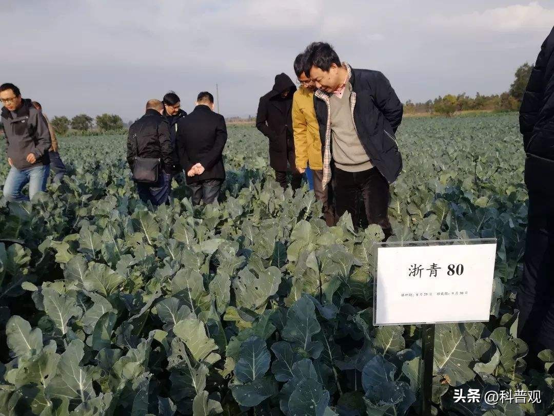 日本垄断中国市场百分之多少,打破西兰花种子垄断的原因
