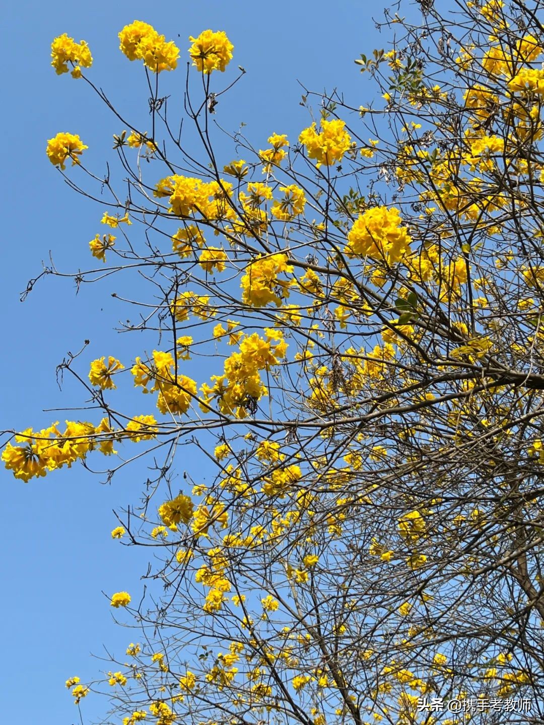 黄花风铃木品种介绍,黄花风铃木生长缓慢