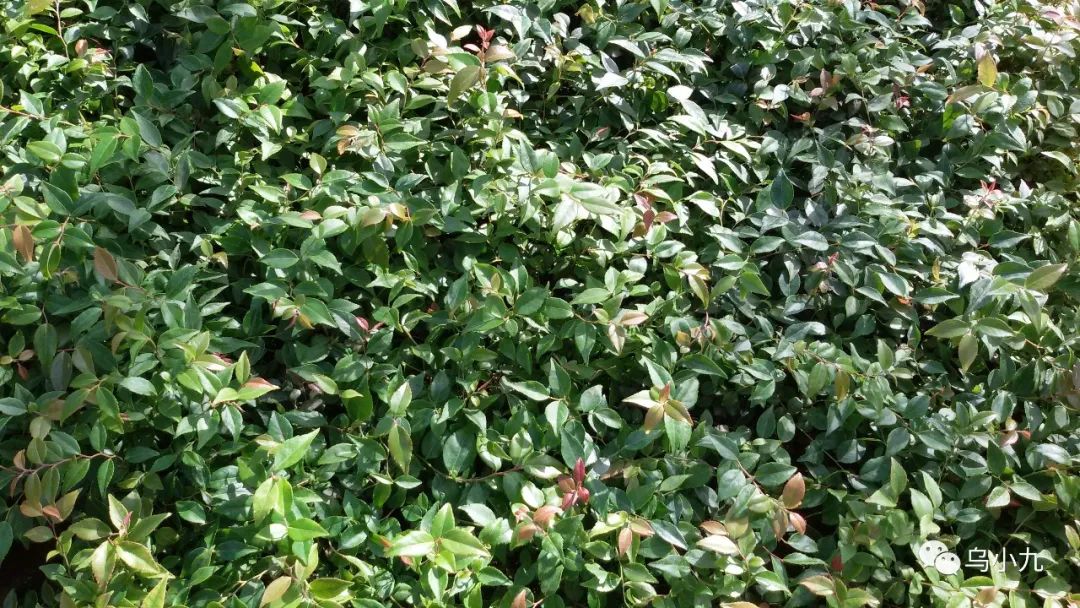 乌米原味粽子的特点,乌米粽子如何介绍