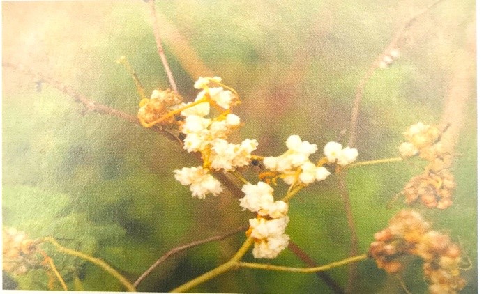 《药你明白》专栏:每天学一味中药:菟丝子