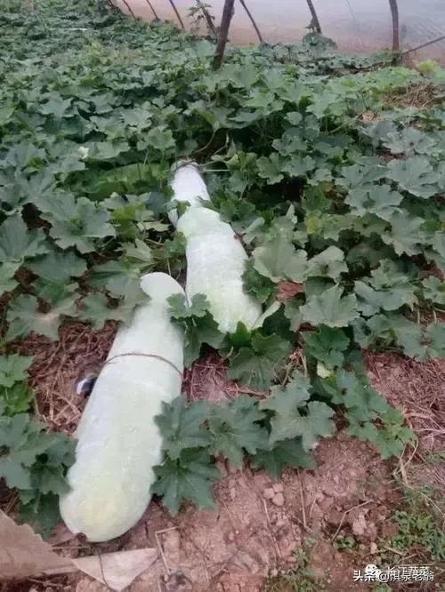 冬瓜种植管理技术五十字,种植高产黑皮冬瓜