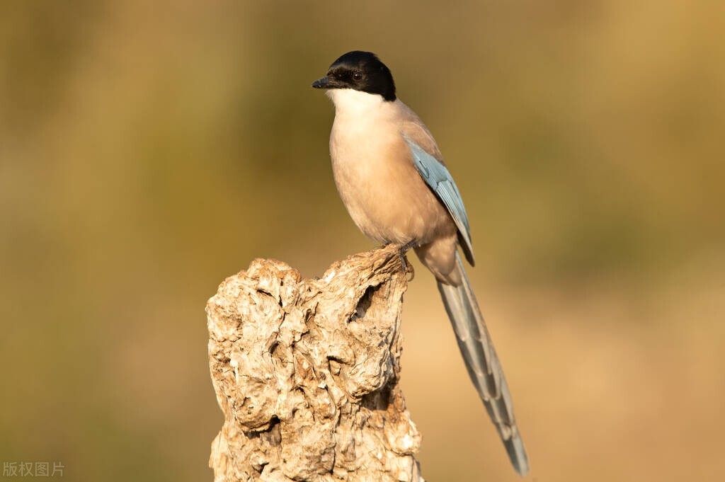 叶底藏花一度梦里踏雪几回,叶底藏花一度梦里踏雪几回啥意思