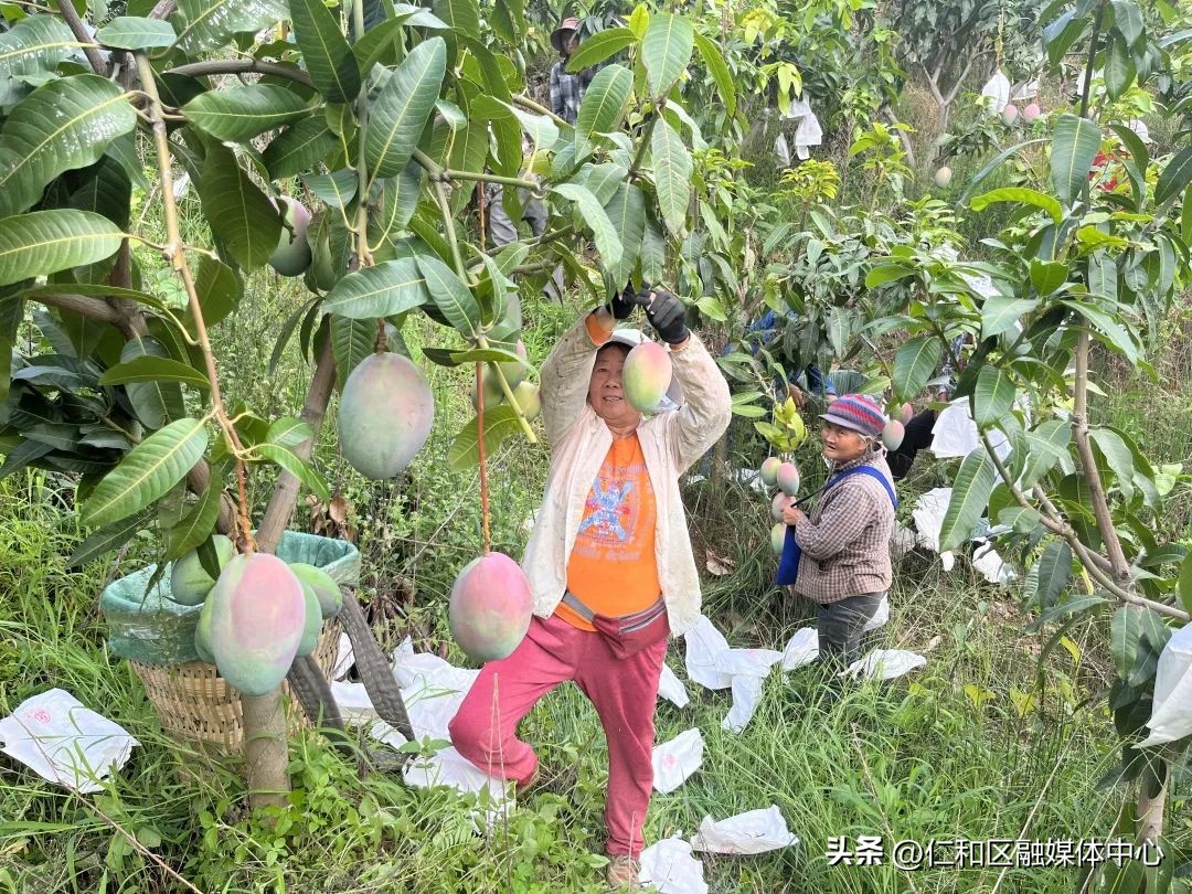 丰收时节采摘忙葡萄飘香迎客来,丰收的季节硕果累累芒果飘香