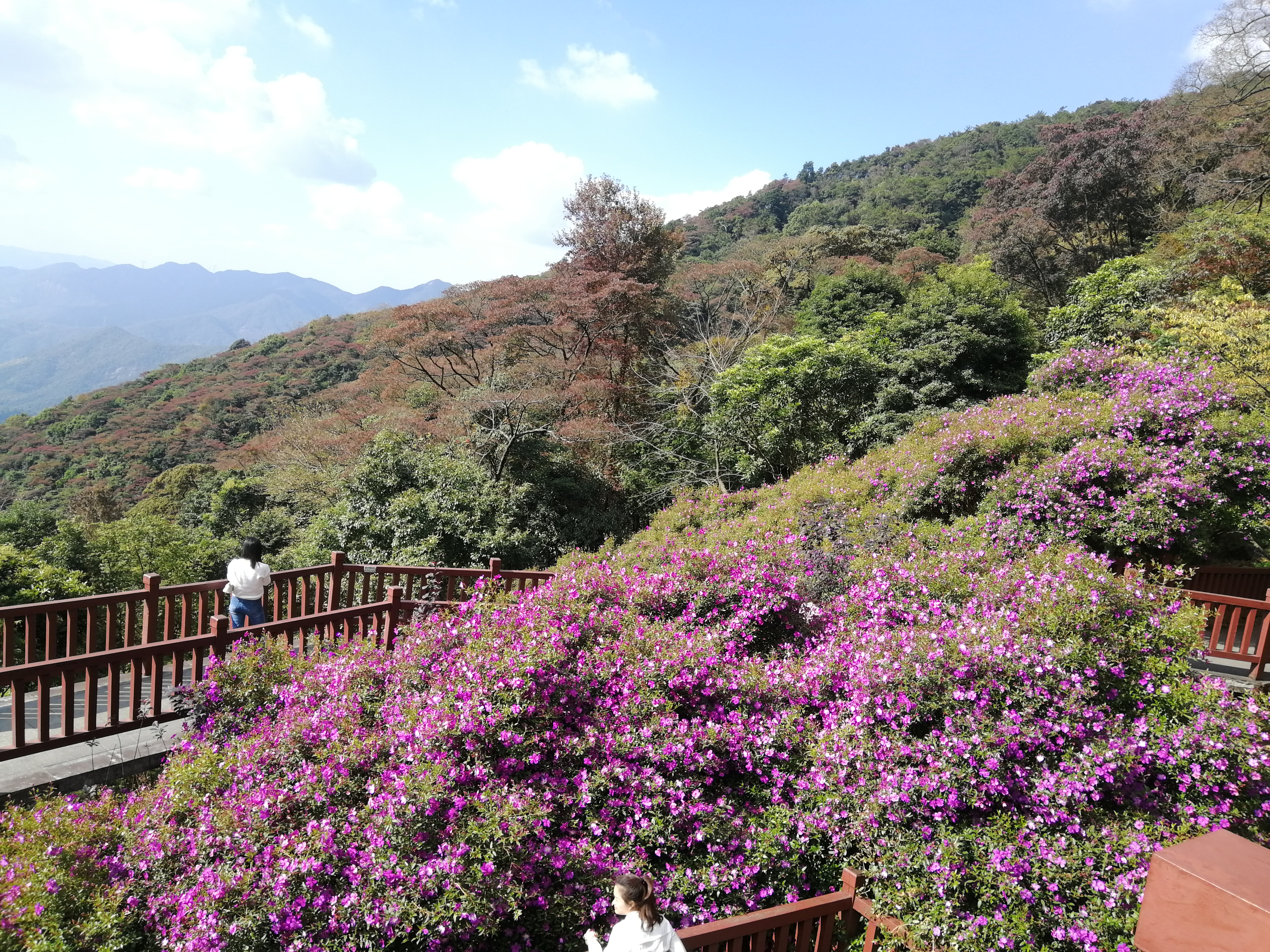 石门森林公园樱花谷交通线路,从化石门公园枫叶