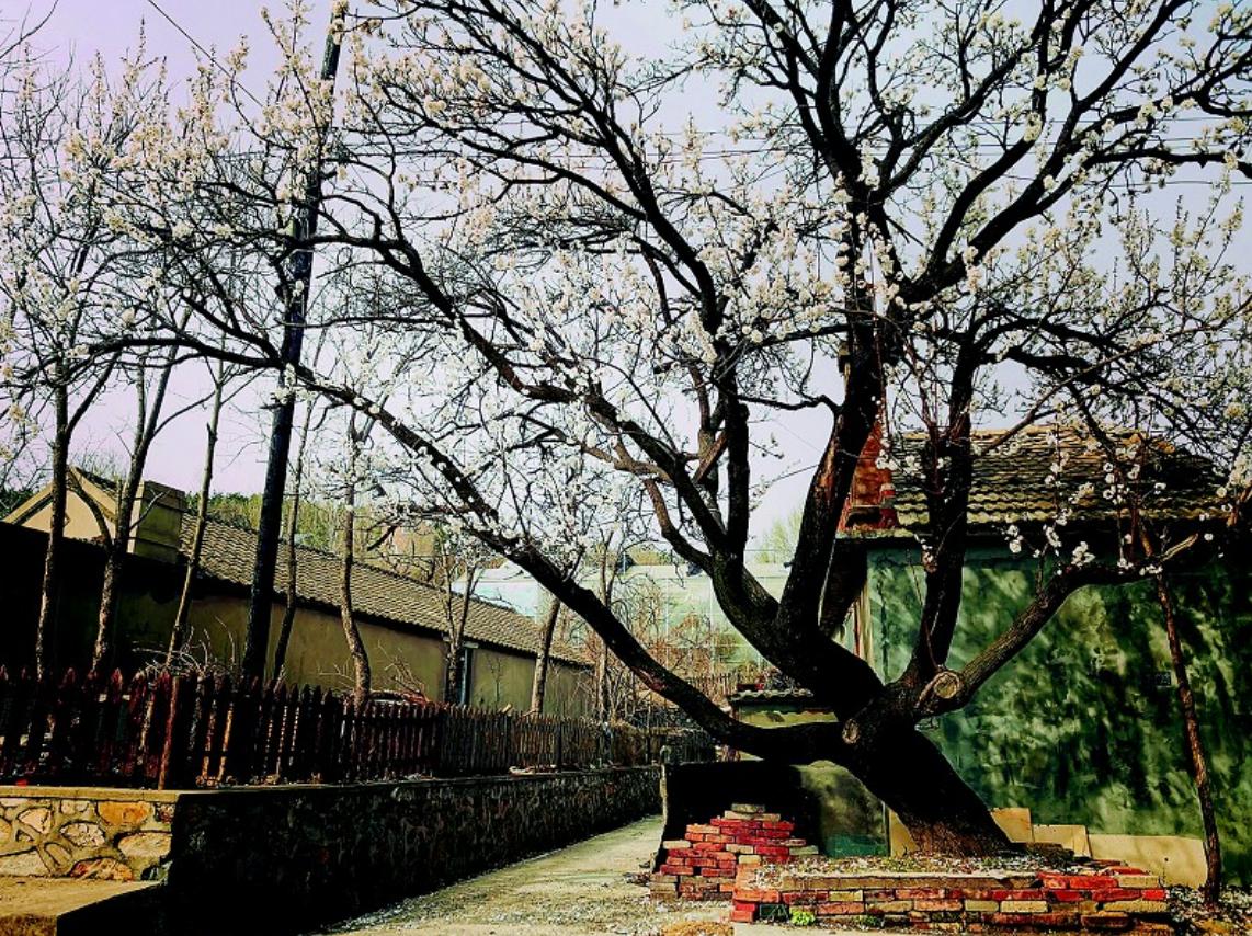 今年滨城春来早花期普遍提前看“花花世界”注意别迟到