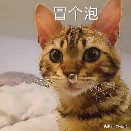 猫疱疹病毒和猫杯状病毒pcr的区别,猫咪疱疹病毒猫鼻支症状