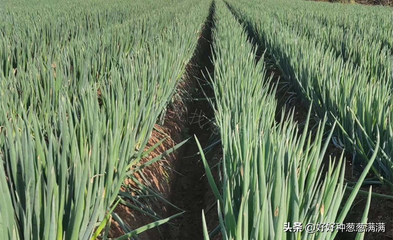 大葱种子怎么样,大葱种子和小葱种子的区别