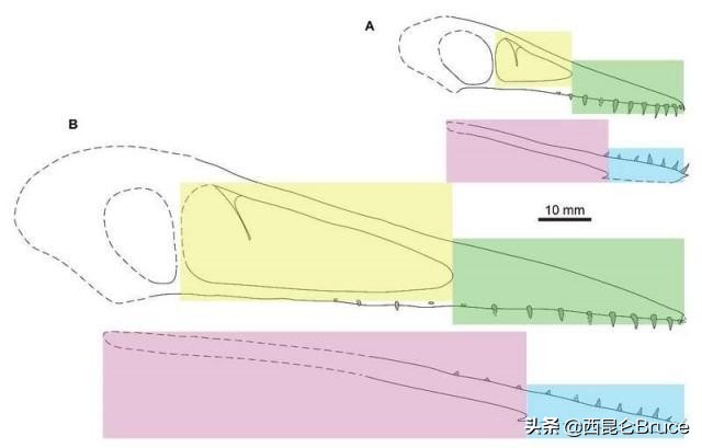 恐龙食物被发现！我国科学家证实翼龙食团的存在，网友：会涨价吗