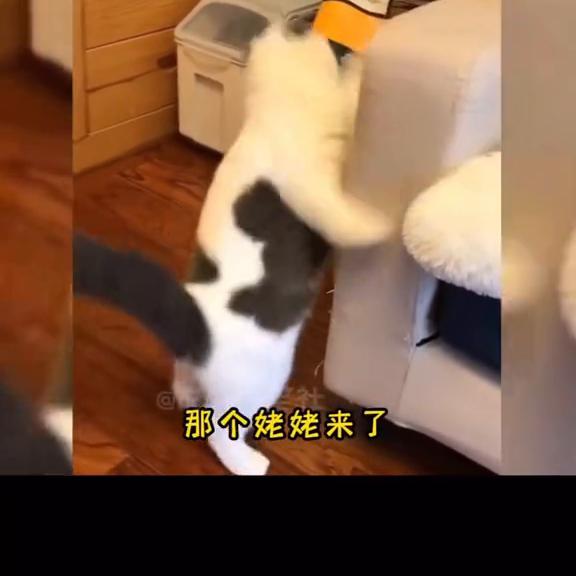 这么可爱的小猫咪你舍得惩罚吗,这么可爱的小猫咪你会分享给谁呢