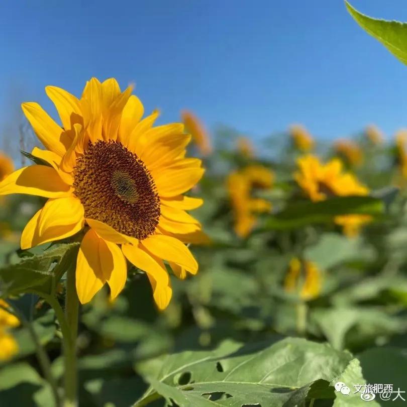 原来，在社交平台中，肥西的真实风景是这样的