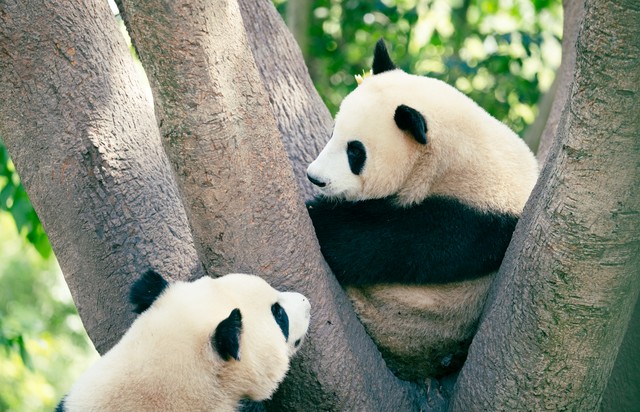 品味四川文化品尝成都美食,探寻成都特色美食的味蕾之旅