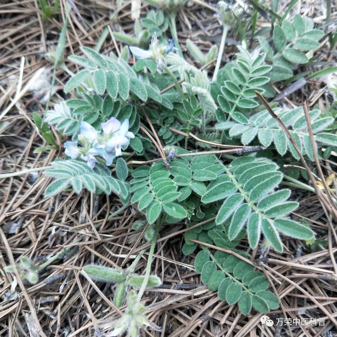 植物幼苗的发展过程详细,植物的幼苗在生长过程中