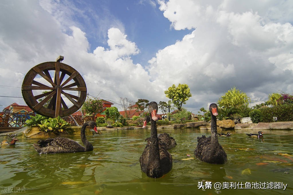 锦鲤鱼池里绿藻怎么清除,室外锦鲤鱼池养什么可以去除绿藻