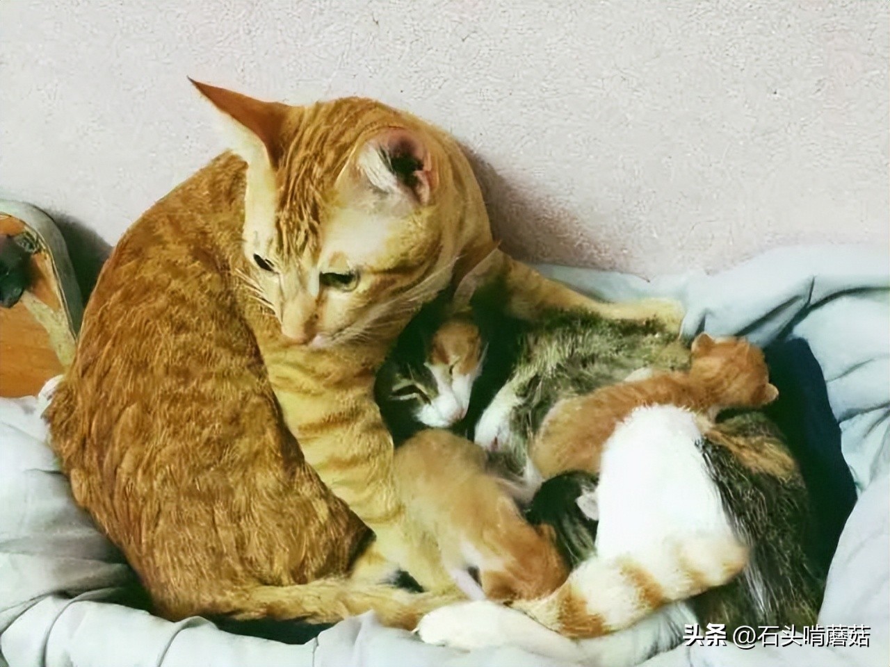 为什么猫生完宝宝还要挪窝,刚生育完的母猫总叫是什么原因