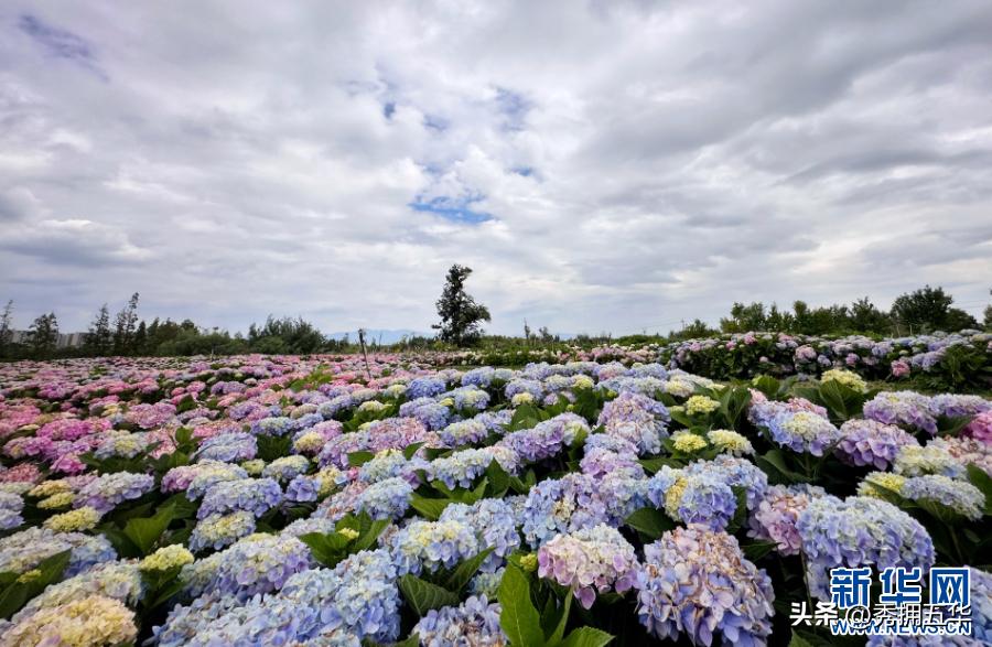 周末去哪里玩最合适昆明,昆明景点莫奈花园