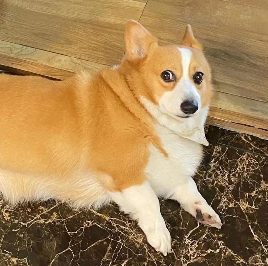 哪些狗掉毛少聪明还好养,狗类掉毛排行榜