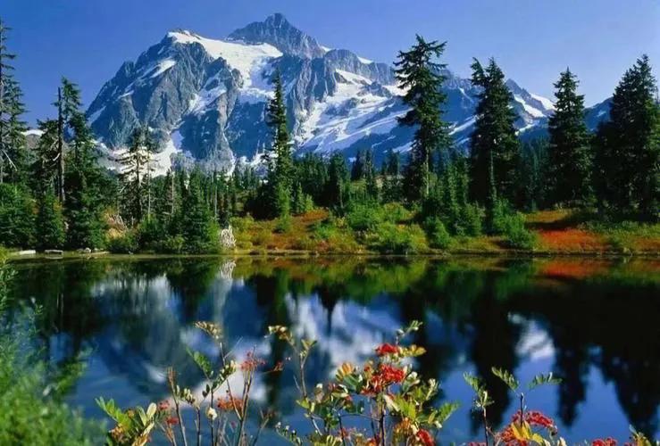 桐树果文章介绍,桐树果文章