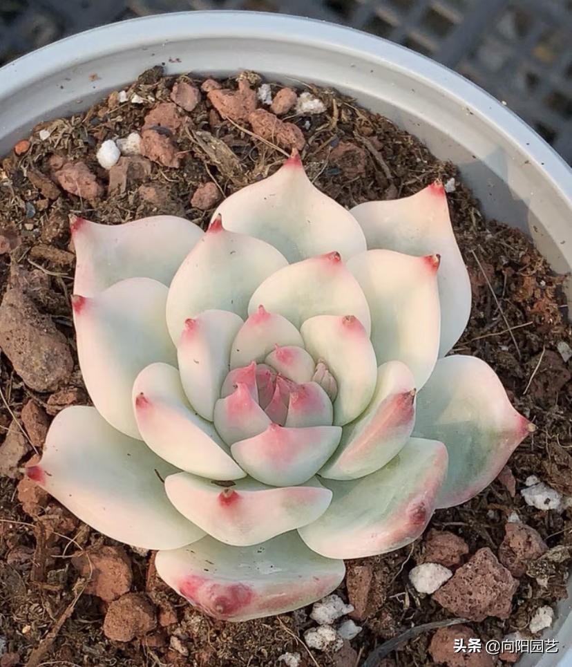 吉娃娃锦和吉娃娃覆轮锦区别,普通的吉娃娃能种出吉娃娃锦吗