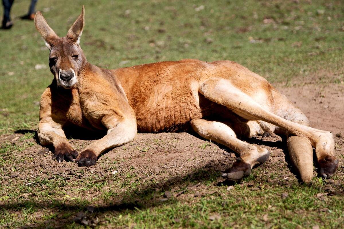 澳大利亚袋鼠皮钥匙扣,终于知道袋鼠袋子里装的是啥