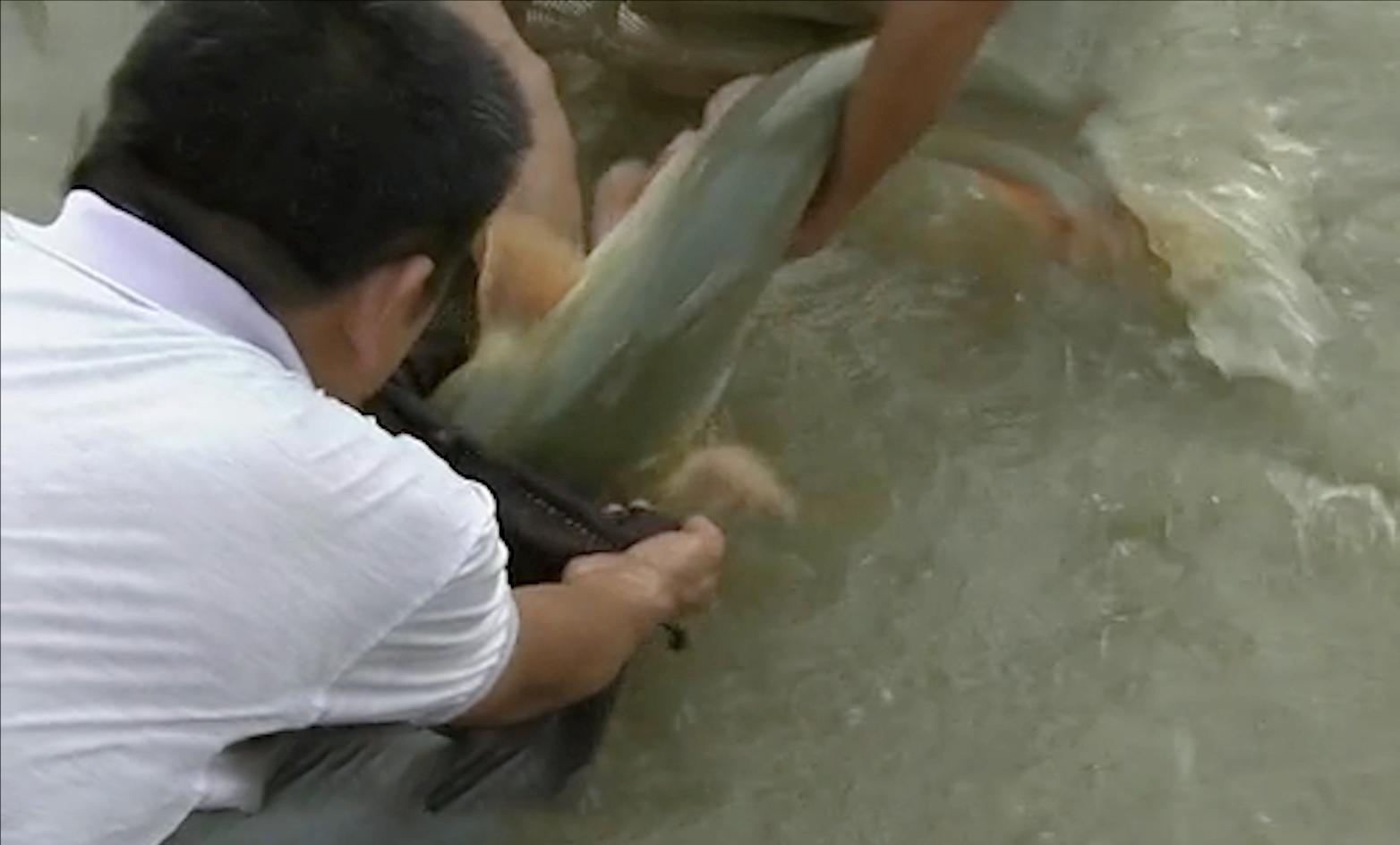 男子花20万买一条鲶鱼3年狂赚上亿,湖北小伙花20万买个鲶鱼