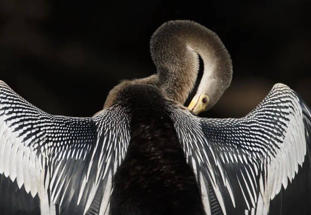 中国第19届国际摄影艺术展览征稿,第十八届中国国际摄影艺术展评选