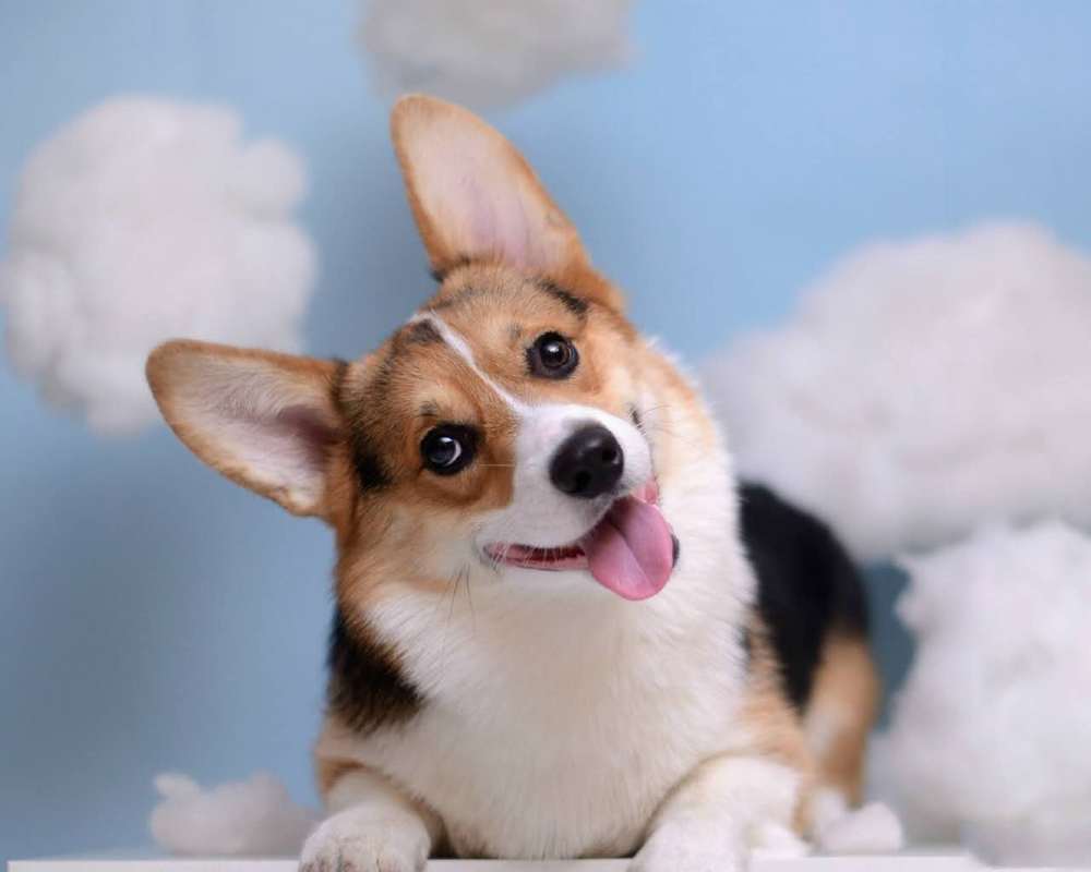 新手养什么狗最好养又听话又干净,新手最适合养的狗是什么狗