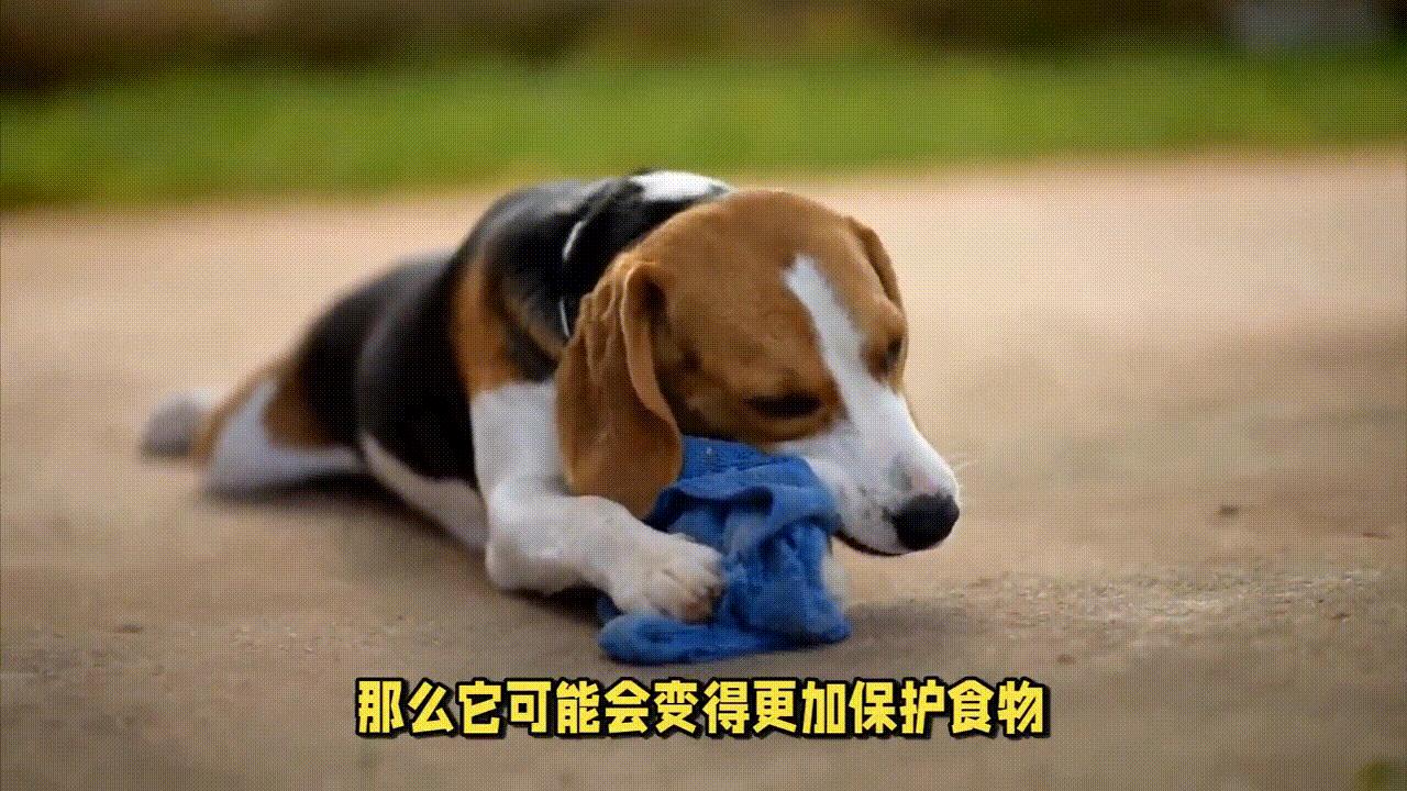 怎么纠正狗狗护食视频,狗狗护食多久才能纠正过来