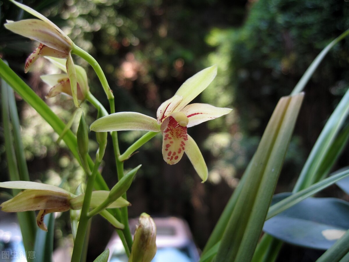 适合阳台养光照少的花四季开花,适合阳台上一年四季好养的花