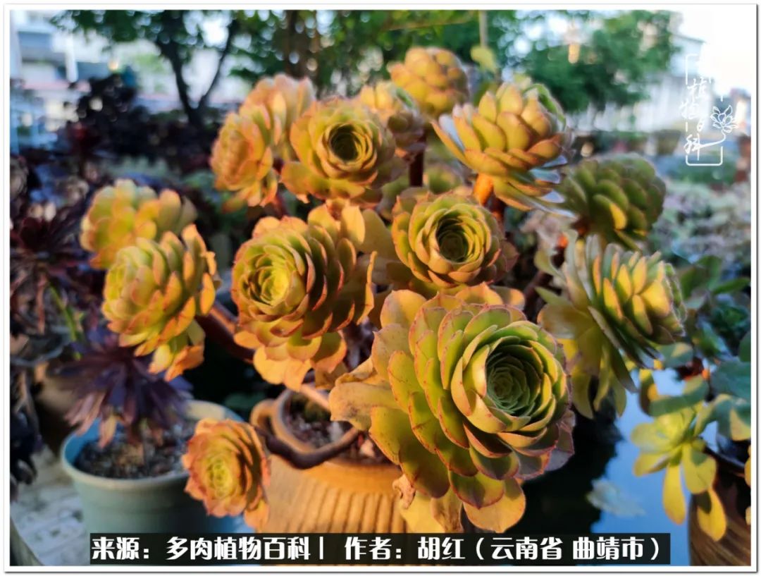 多肉植物里的糖,多肉生活的调味剂