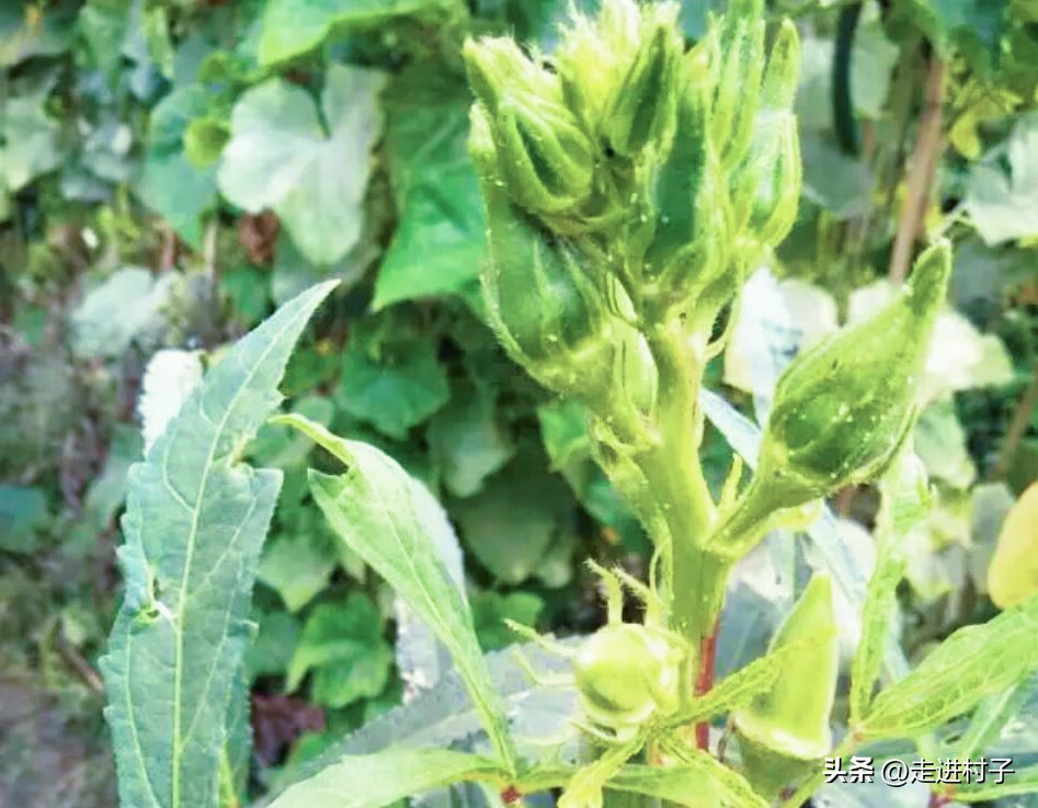 秋葵彻底消灭蚜虫的小妙招,秋葵叶面生虫子喷什么药