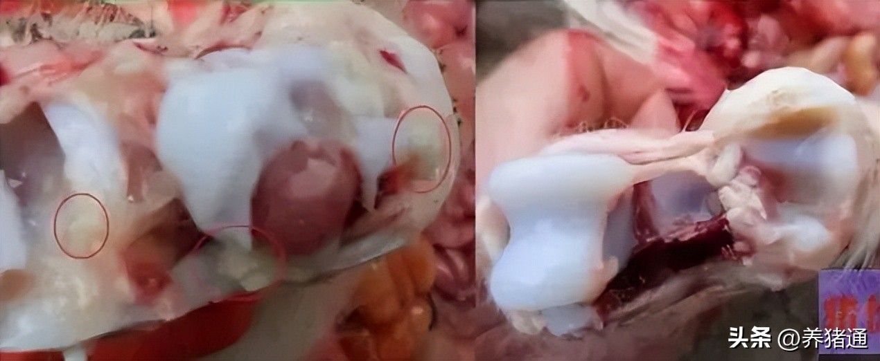 猪链球菌感染怎么预防,猪链球菌感染怎么防治