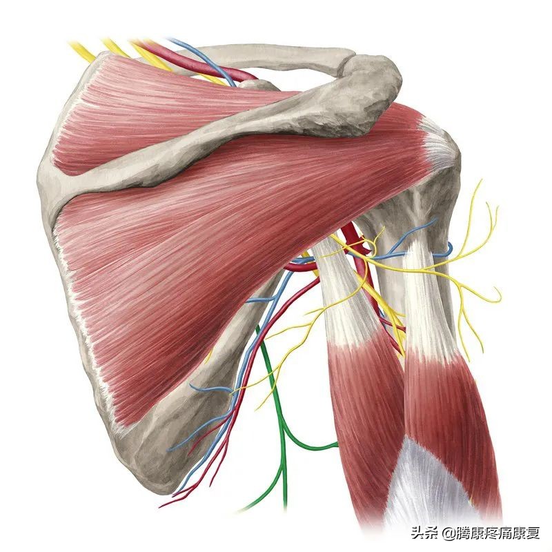 肩部疼痛原因分析找对病因对症治,肩部疼痛的评估和解决方法
