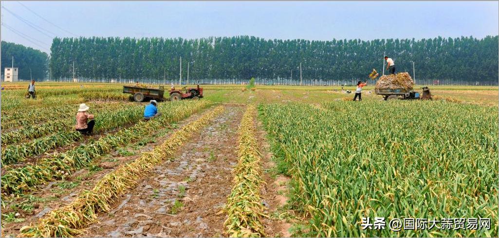 晒蒜因雨出现霉变行情何去何从